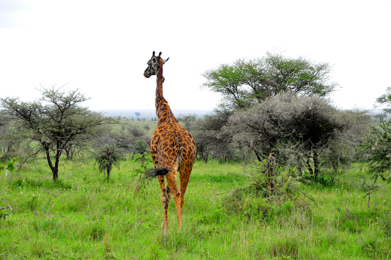 Melanie Heinrich Travel Images Africa